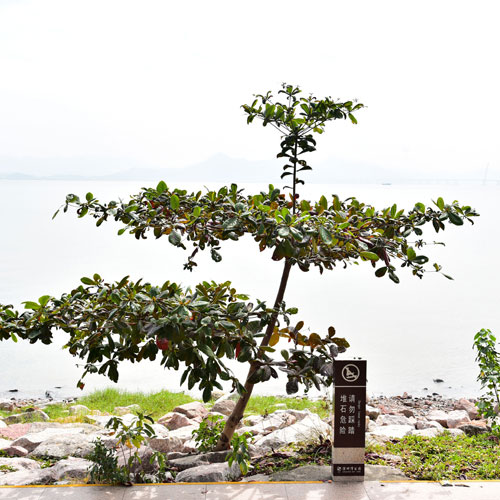 設(shè)計(jì)美學(xué),深圳商標(biāo)設(shè)計(jì)公司